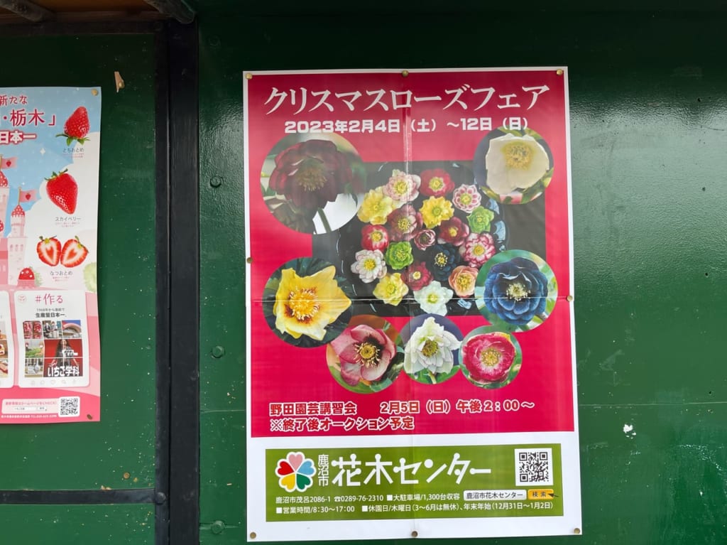 鹿沼市花木センタークリスマスローズフェア