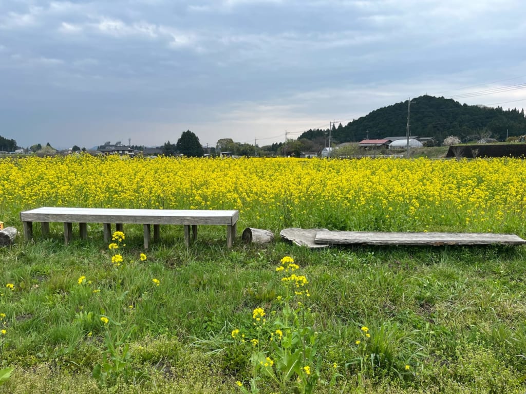 いずみネットワーク菜の花畑のベンチ