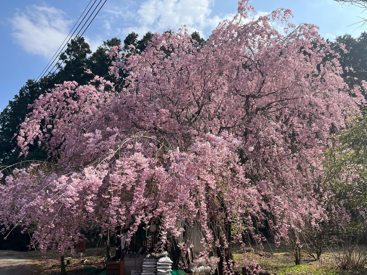 法蔵寺の桜