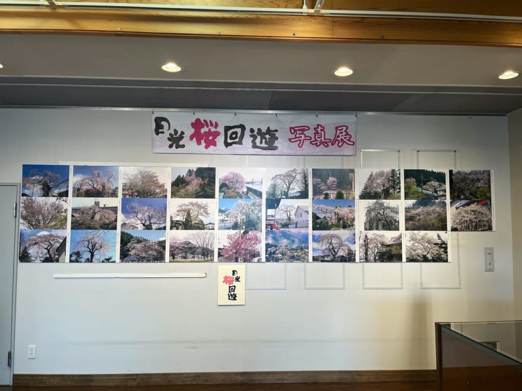 日光桜回遊写真展