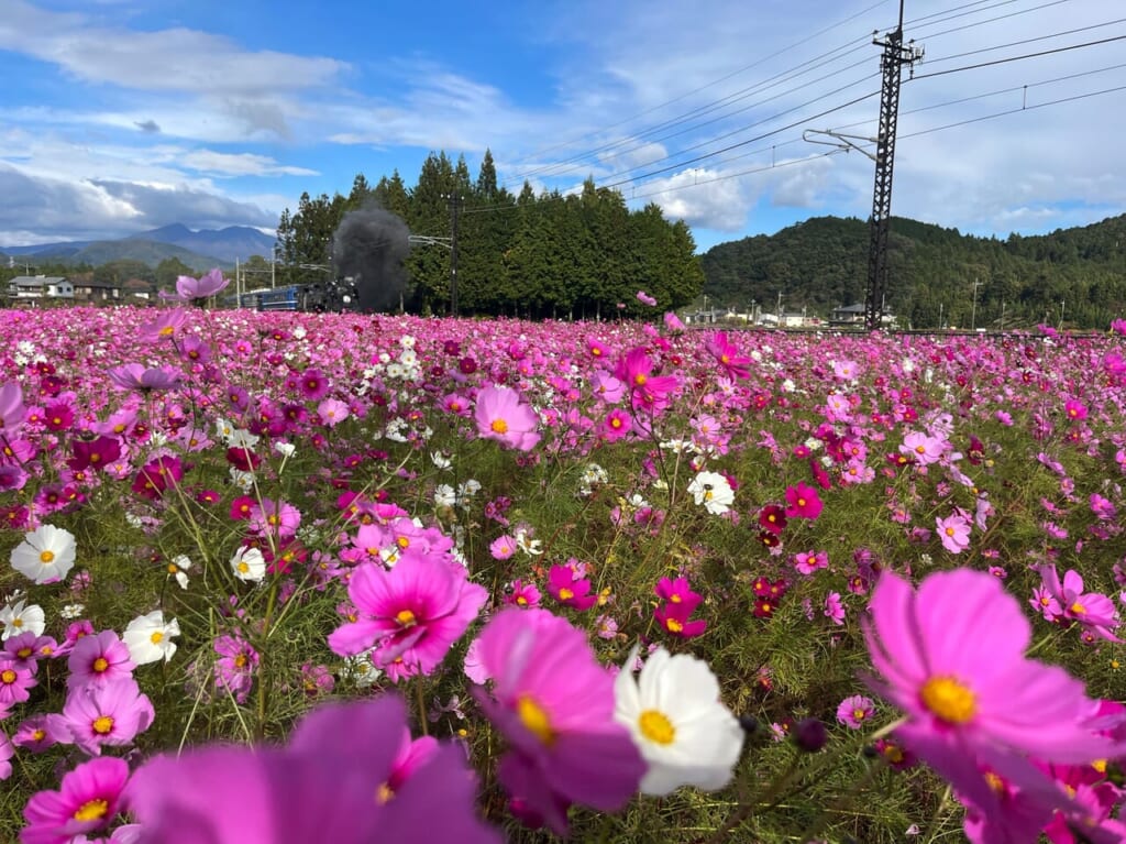 倉ヶ崎SL花畑