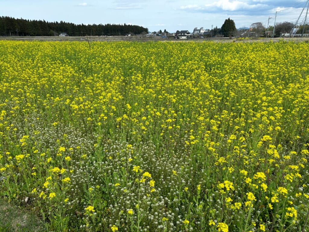 菜の花畑一面