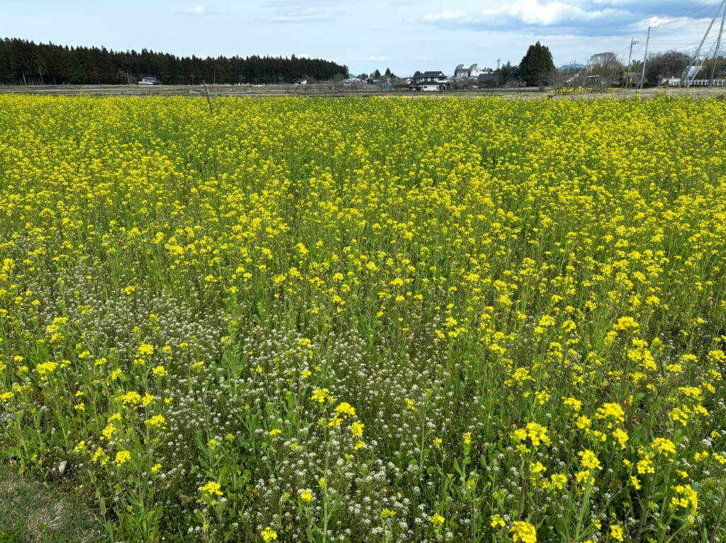 菜の花畑一面