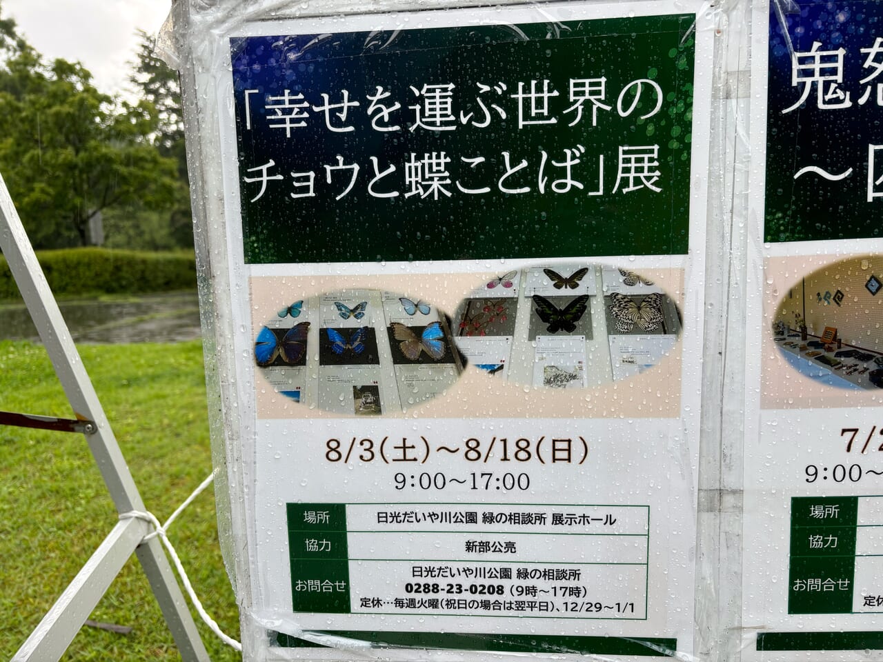 幸せを運ぶ世界のチョウと蝶ことば展